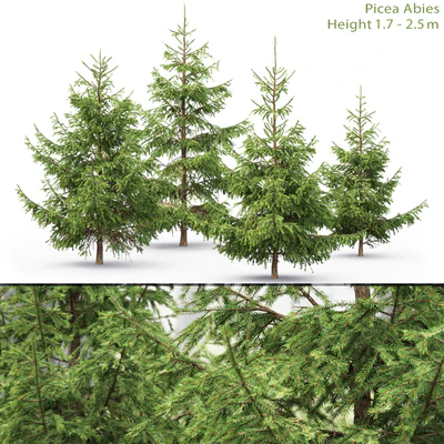 Spruce — Ver 1