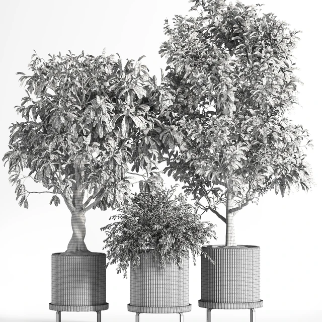 Indoor Plant Set 11 (Benjamin) — Descargar