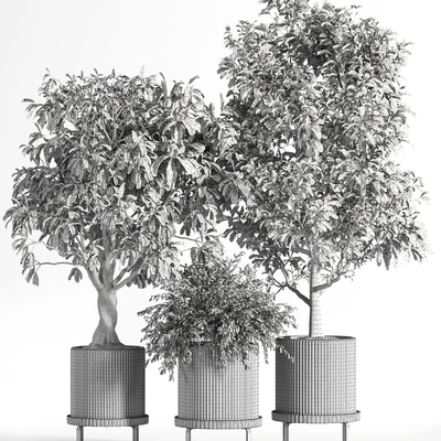 Indoor Plant Set 11 (Benjamin) — Ver 2
