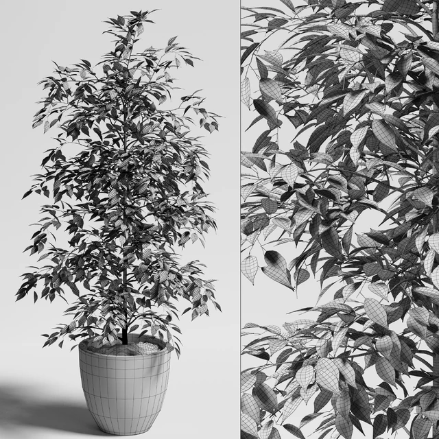 ficus benjamina — Descargar