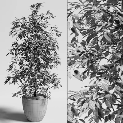 ficus benjamina — Ver 2