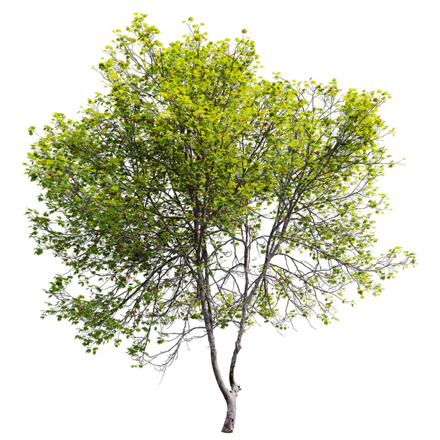 Acer Saccharinum 02 — Скачать