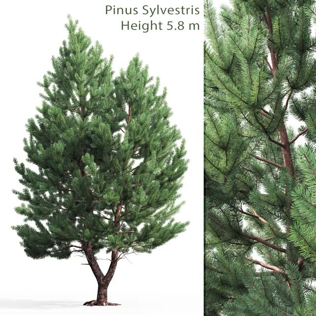 Pine — Скачать