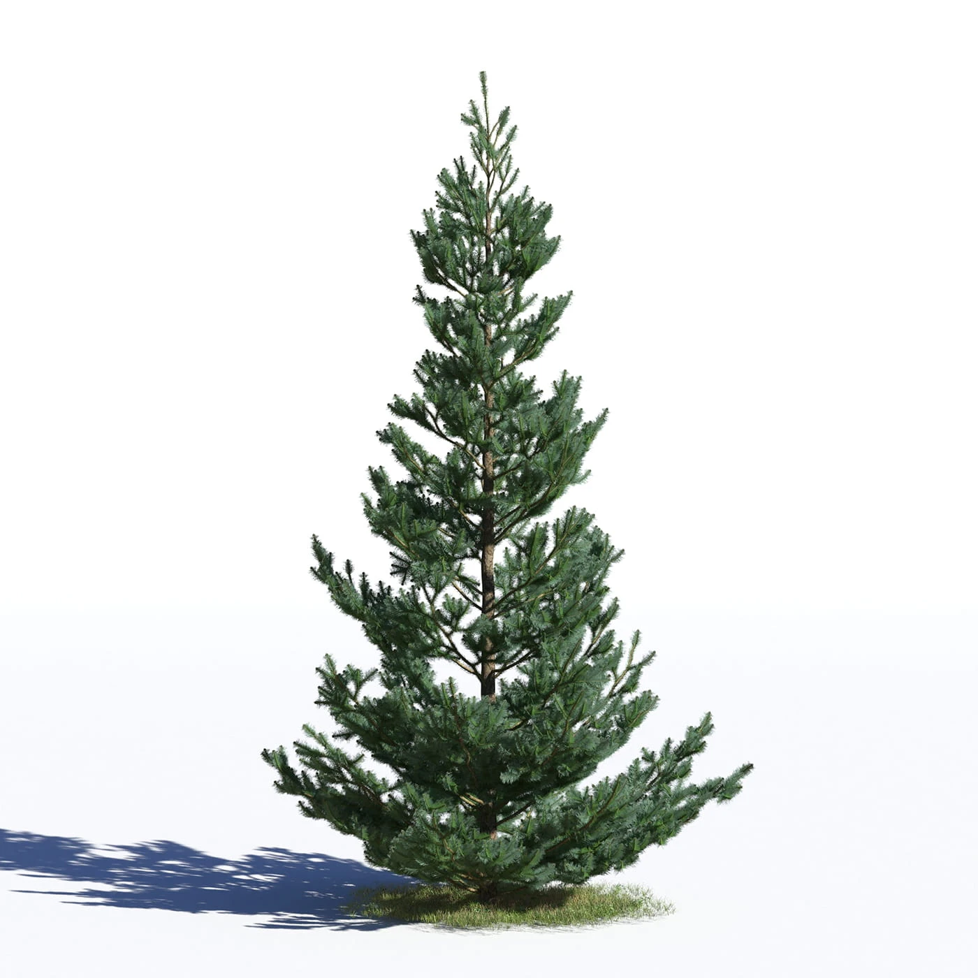 coniferous trees 028 — Descargar