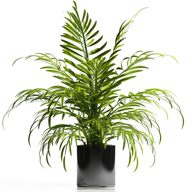 ARECA PALM PLANT 12 — Descargar