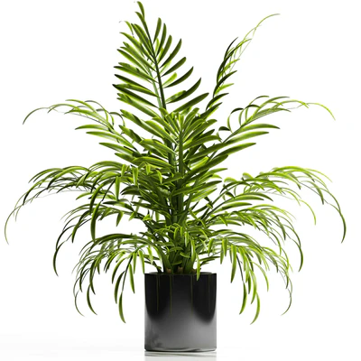 ARECA PALM PLANT 12 — Ver 1
