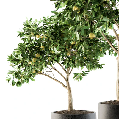 Outdoor Plants lemon tree - Set 97 — Ver 2