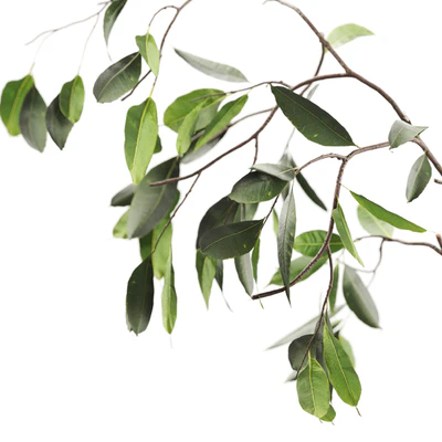 Branches in vases — Ver 2