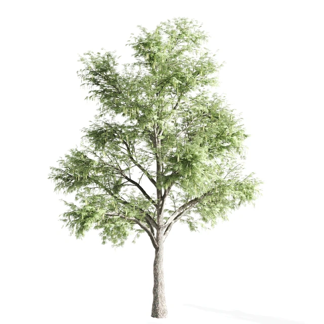 set of acacias-vray — Скачать