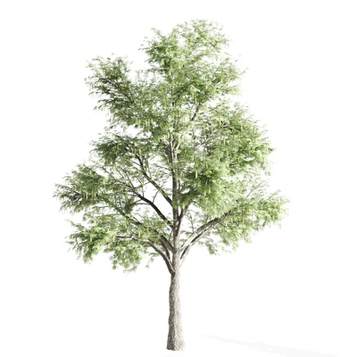 set of acacias-vray — Вид 3