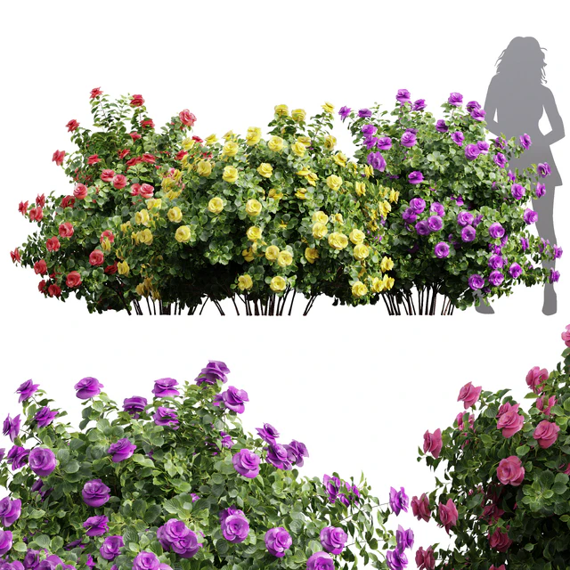 New Plant High detail Climbing Roses Bush — Descargar