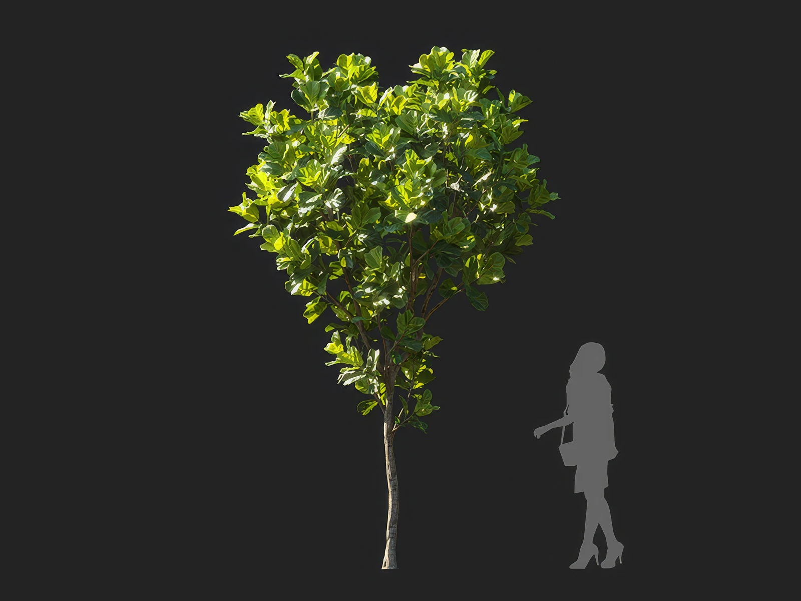 ficus lyrata 002 — Скачать