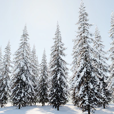 Winter Norway Spruce 02 — Ver 2