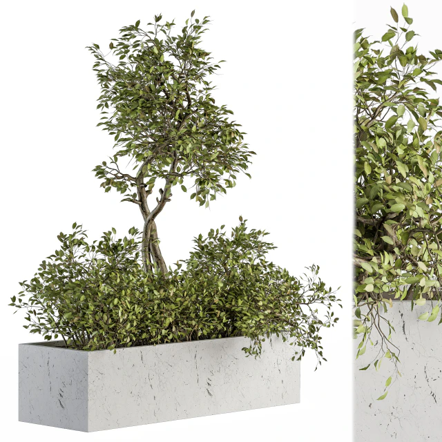 indoor Plant Set 235 - Plant Set in Box — Скачать