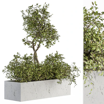 indoor Plant Set 235 - Plant Set in Box — Вид 3
