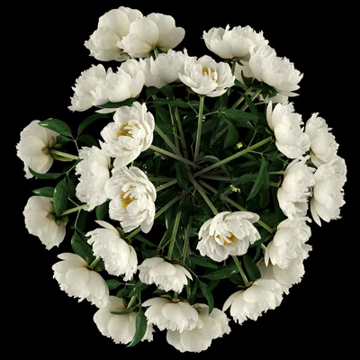 White peonies — Вид 2