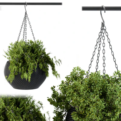 Hanging Plant in Black Pot — Вид 3