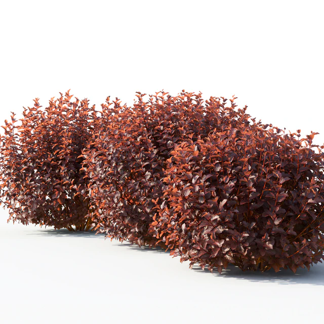Physocarpus — Descargar