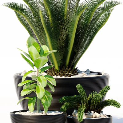 PLANTS 151 — Вид 2