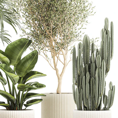 Collection of plants in modern white pots with small indoor lush palm trees Howea, olive tree, cactus, strelitzia. Set 1368. — Ver 3
