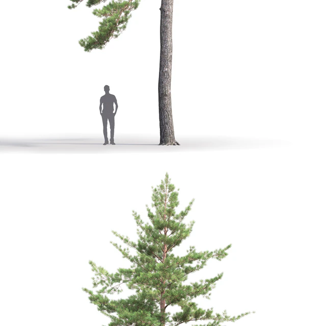 Pinus Sylvestris # 8 (19m) — Descargar