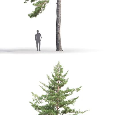 Pinus Sylvestris # 8 (19m) — Ver 2