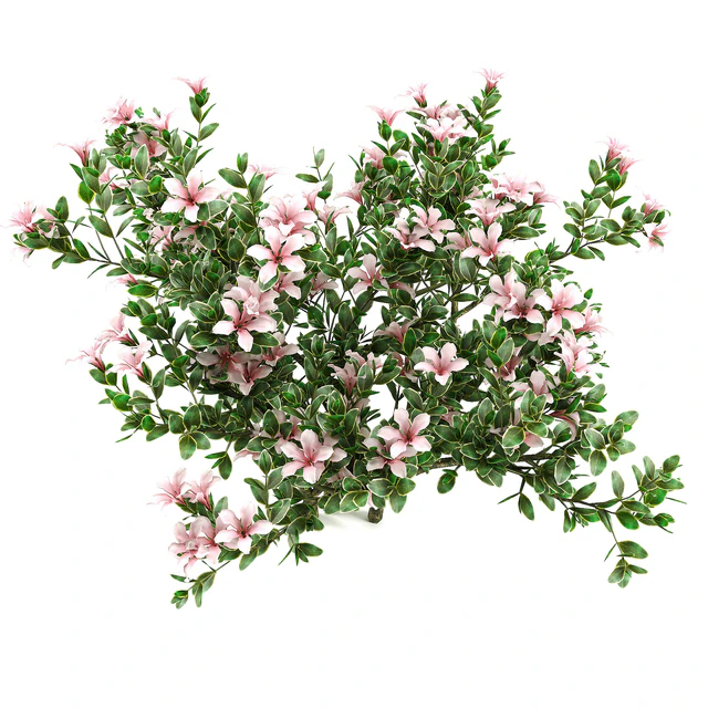 Serissa foetida flora — Descargar
