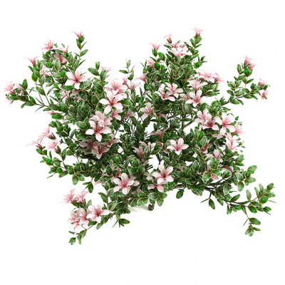 Serissa foetida flora — Ver 2