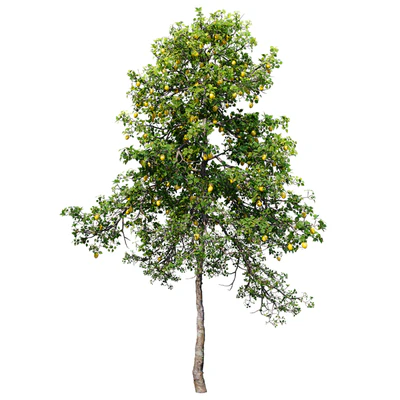 Lemon tree — Вид 4
