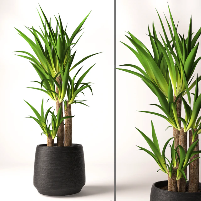 Yucca plant — Скачать