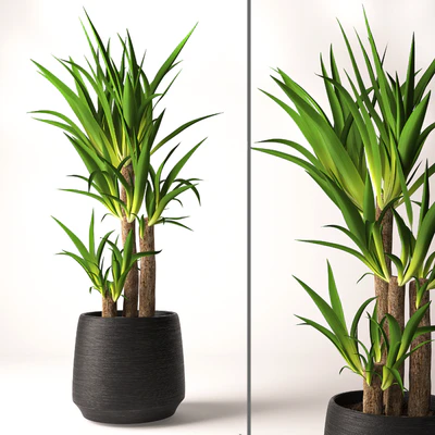 Yucca plant — Вид 1