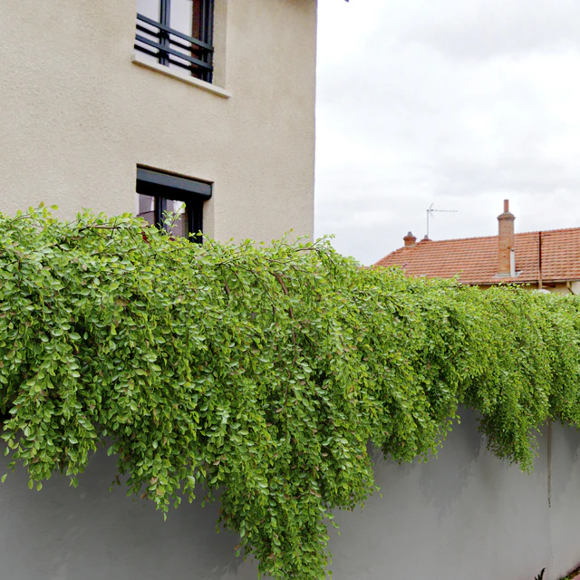 Hanging Plant 24 — Download