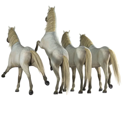 Horse in 04 Poses — Вид 4