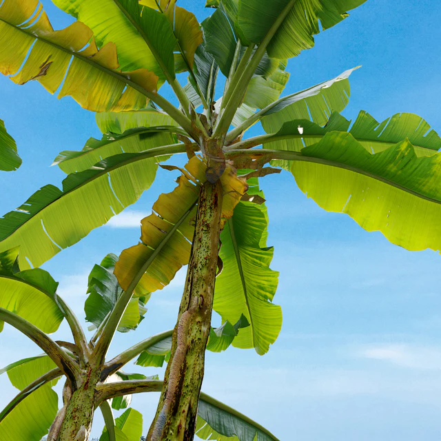 Banana tree 02 — Descargar