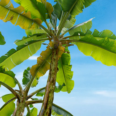 Banana tree 02 — Ver 4