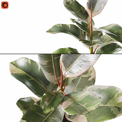 Set of plants ficus rubbery — Ver 2