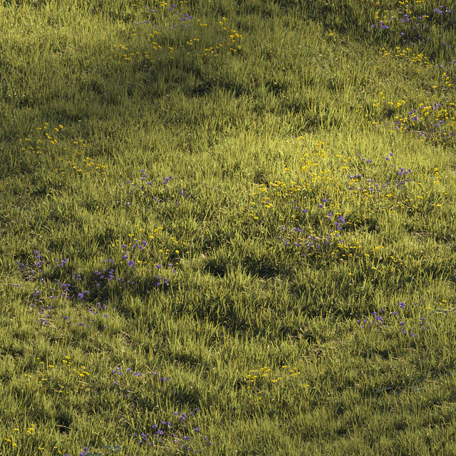 Grass and Flower — Скачать