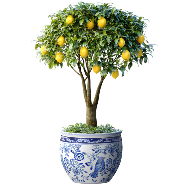 Lemon Tree in a potted flowerpot. Ornamental Citrus Indoor plant — Descargar
