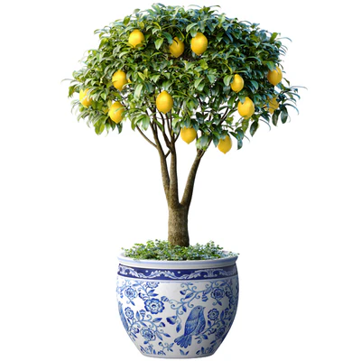 Lemon Tree in a potted flowerpot. Ornamental Citrus Indoor plant — Ver 1