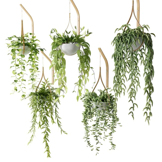 Ampelous plants in white hemispheres of pots — Descargar