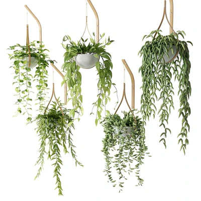 Ampelous plants in white hemispheres of pots — Ver 2