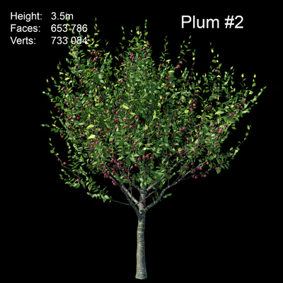 Plum — Ver 3