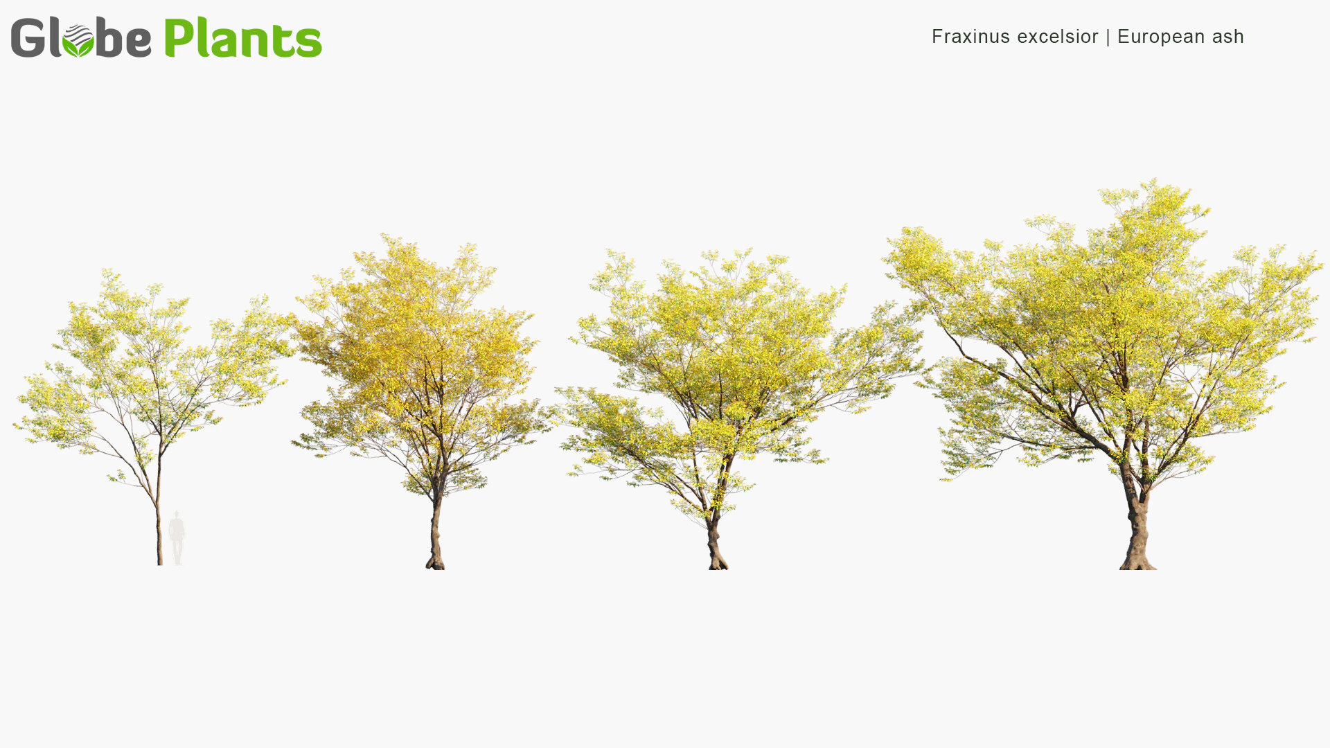 fraxinus excelsior — Скачать