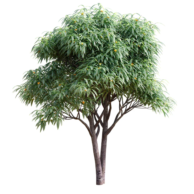 Deciduous tree with fruit - Medlar — Descargar