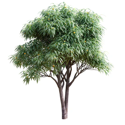 Deciduous tree with fruit - Medlar — Ver 1