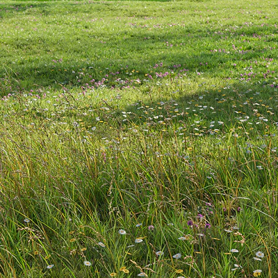 Realistic meadow grass — Ver 4