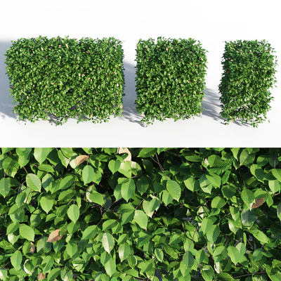 Hornbeam hedge — Ver 3