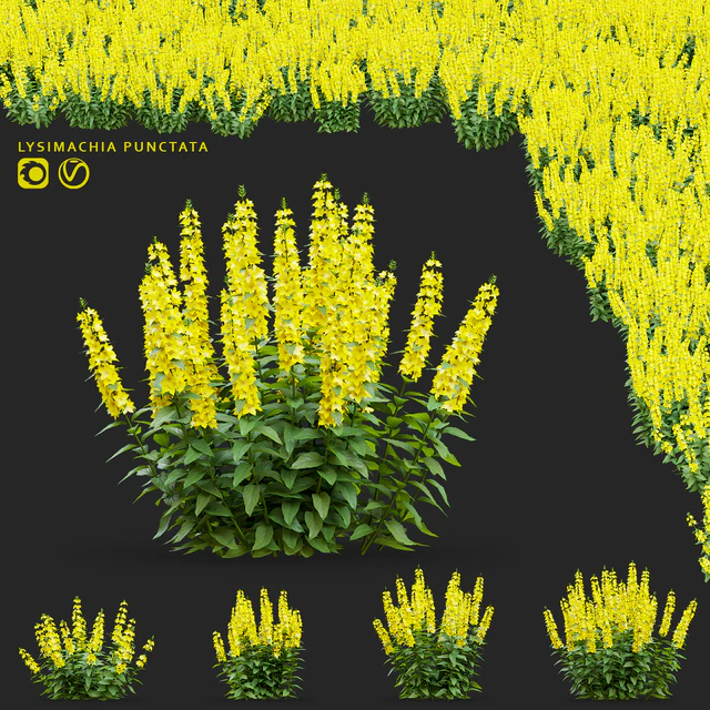 loosestrife dotted flowers | Lysimachia punctata — Descargar