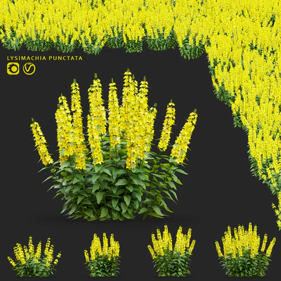 loosestrife dotted flowers | Lysimachia punctata — Ver 1