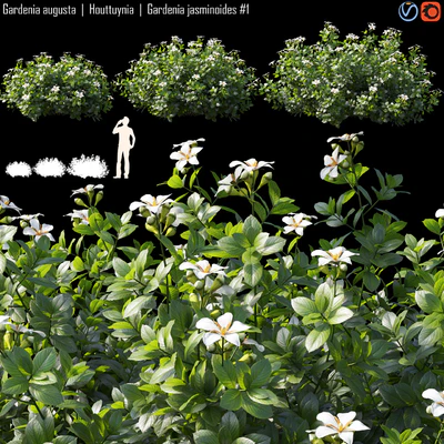 Gardenia augusta | Houttuynia | Gardenia jasminoides # 1 — Descargar